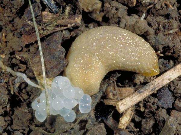 grub eggs vs slug eggs comparison