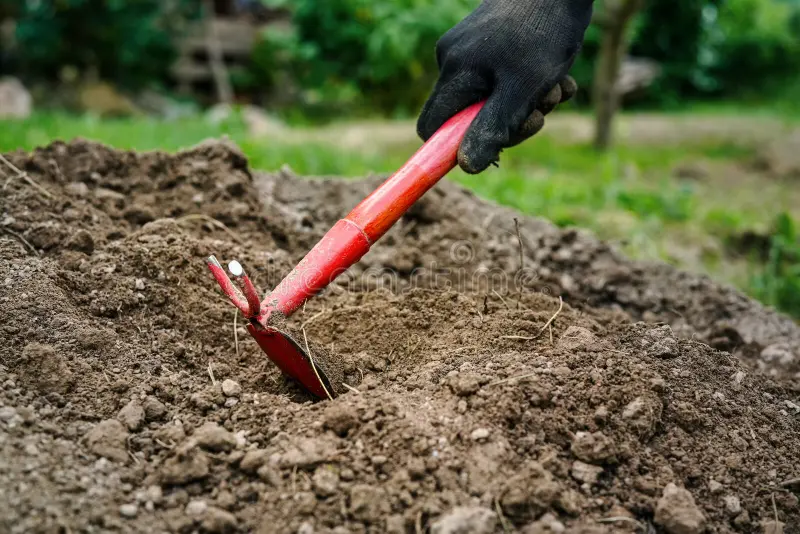grub hoe digging compacted soil