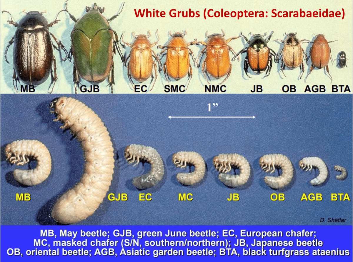 grub identification