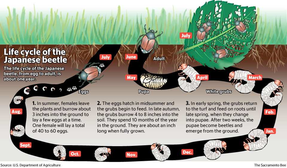 grub life cycle calendar