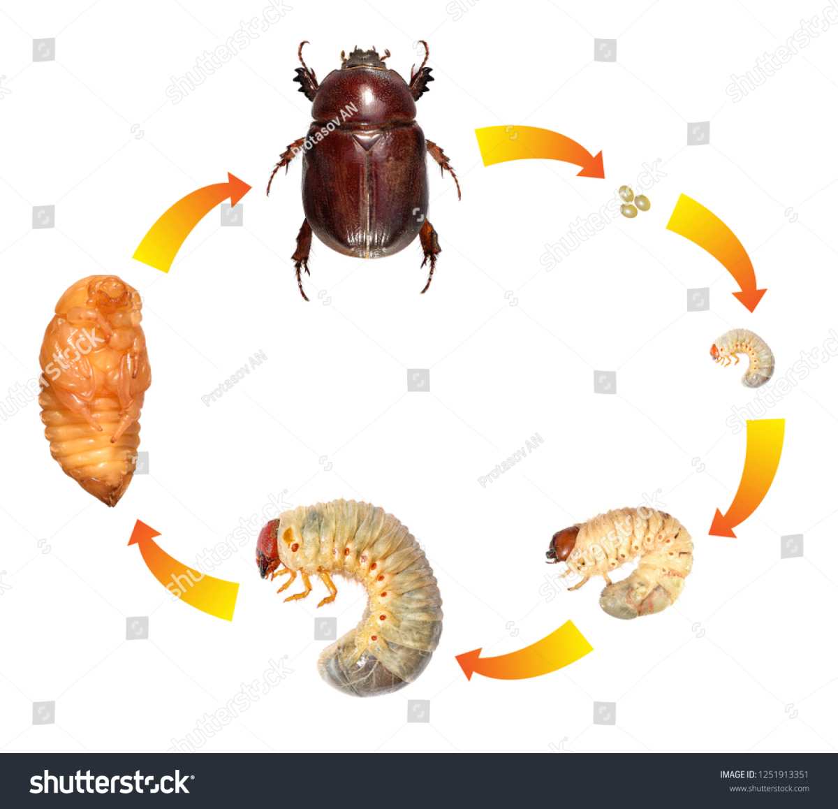 grub life cycle diagram