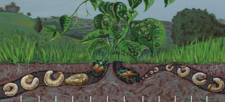 grub life cycle diagram