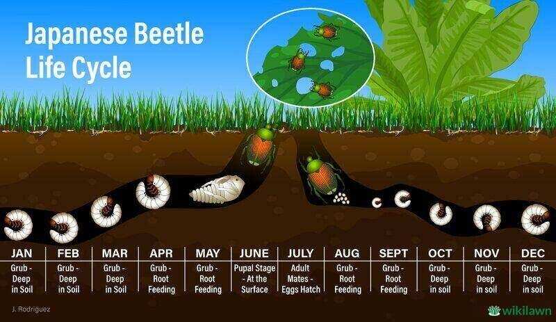 grub life cycle timing diagram
