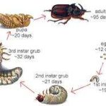grub life cycle timing