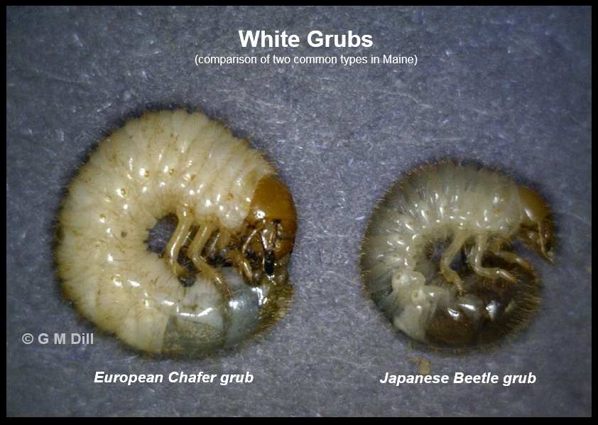 grub species comparison