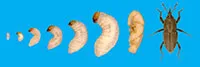 grub vs billbug larva comparison