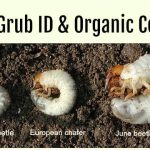 grub vs earthworm identification