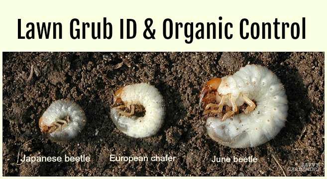 grub vs earthworm identification