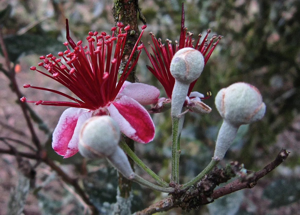 guava fruit ripening