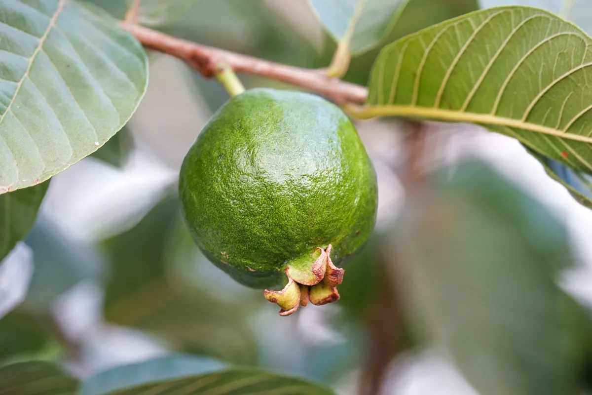 guava tree cold damage