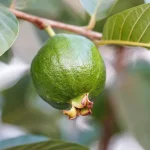 guava tree in texas