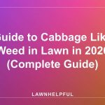 Guide to Cabbage Like Weed in Lawn in 2026 (Complete Guide)