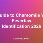 Guide to Chamomile Vs Feverfew Identification 2026