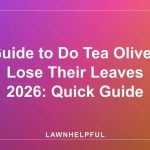 Guide to Do Tea Olives Lose Their Leaves 2026: Quick Guide