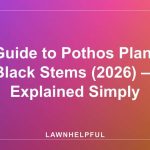 Guide to Pothos Plant Black Stems (2026) — Explained Simply