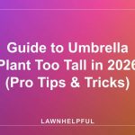 Guide to Umbrella Plant Too Tall in 2026 (Pro Tips & Tricks)