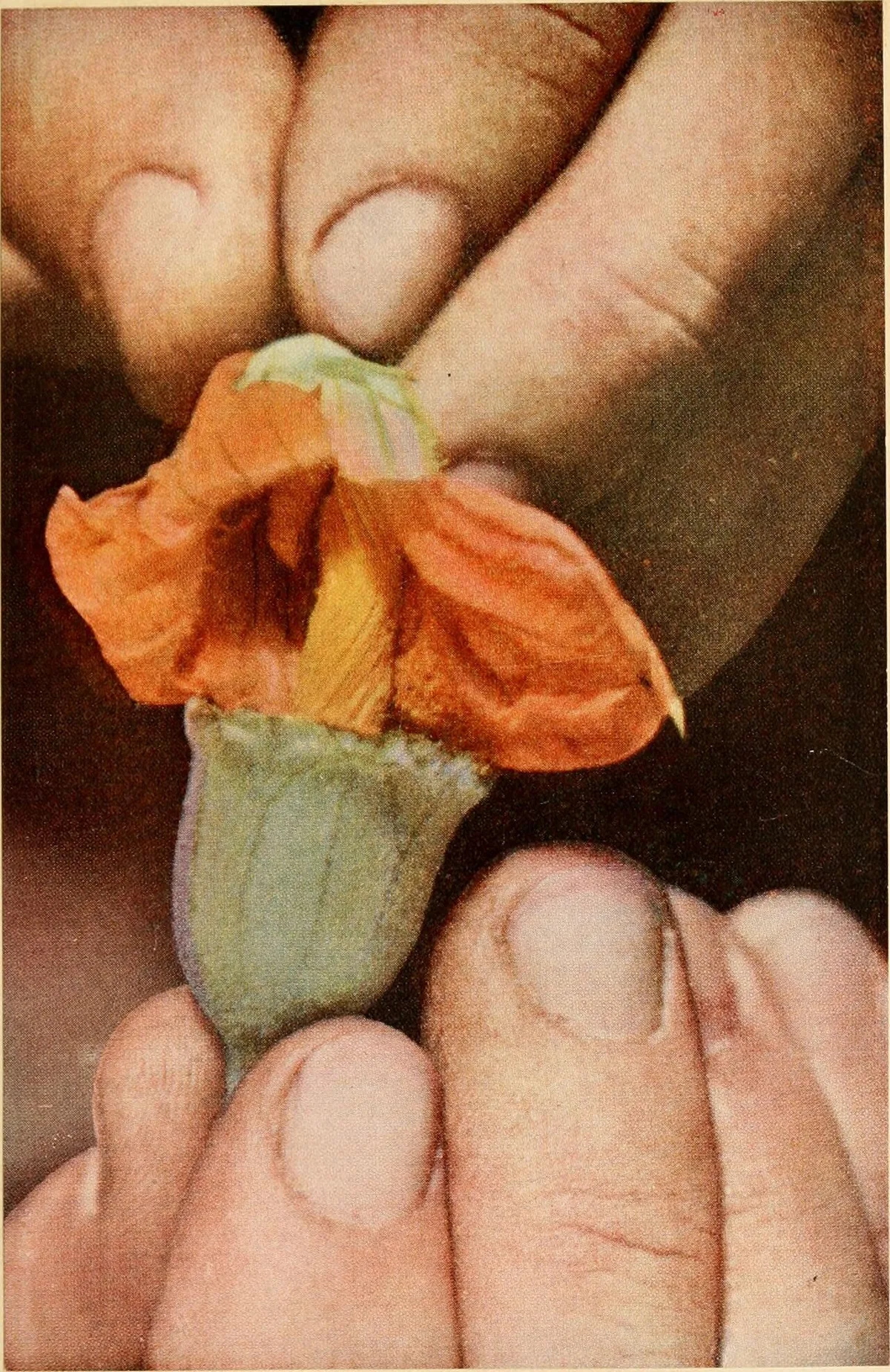 hand pollination of pumpkin flowers