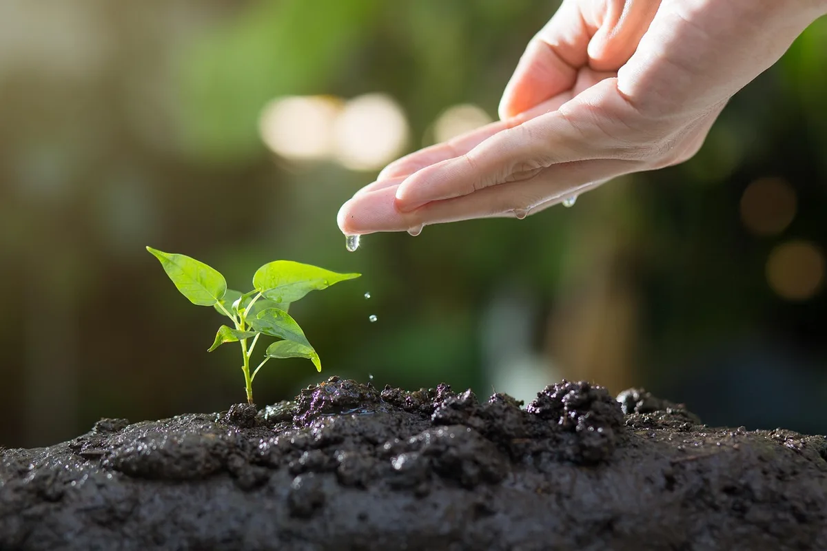hand pulling pine seedling from wet soil