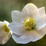hellebore black death pictures