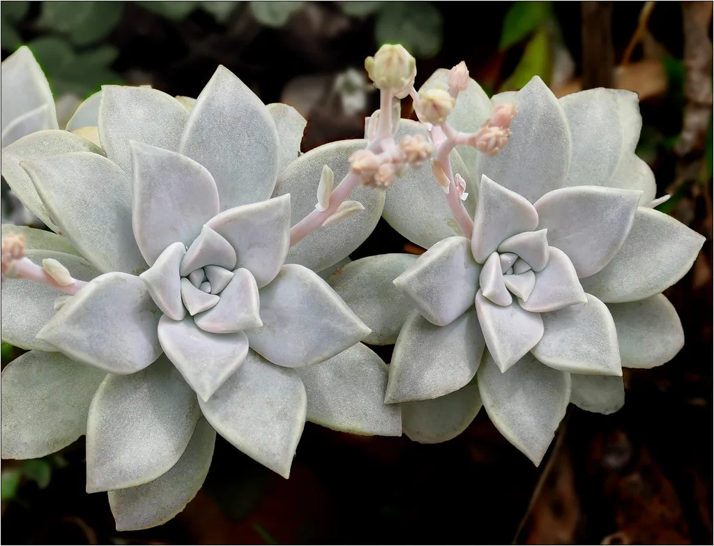 hen and chicks succulent rosette