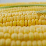 home made corn planter