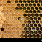 honey bee brood frame close up