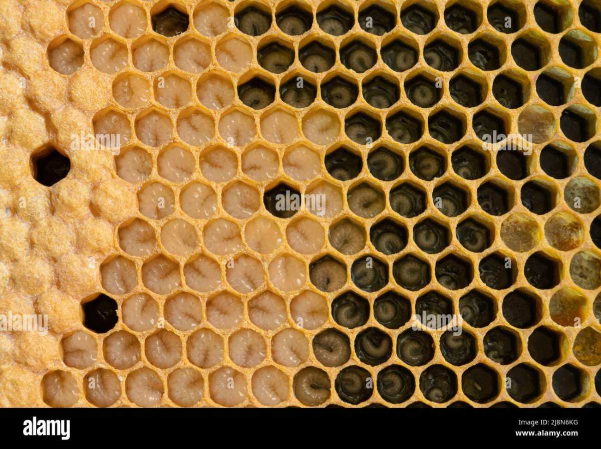 honey bee brood frame close up