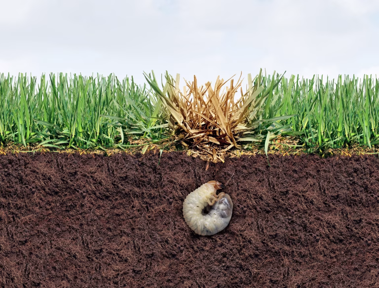 how do grubs get in your lawn