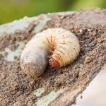 how do grubs get into soil