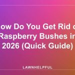 How Do You Get Rid of Raspberry Bushes in 2026 (Quick Guide)
