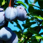 how long do plum trees produce fruit