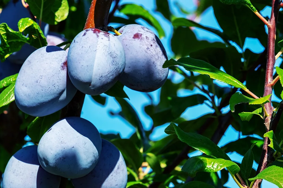 how long do plum trees produce fruit