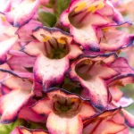 how often to water foxglove