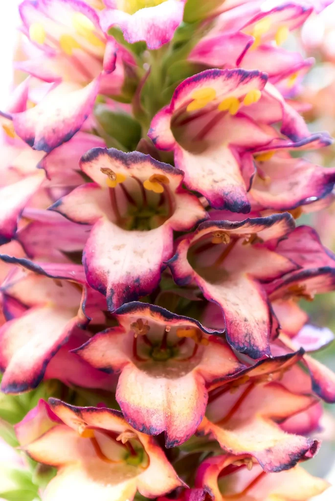 how often to water foxglove