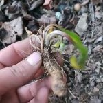how to identify star grub root