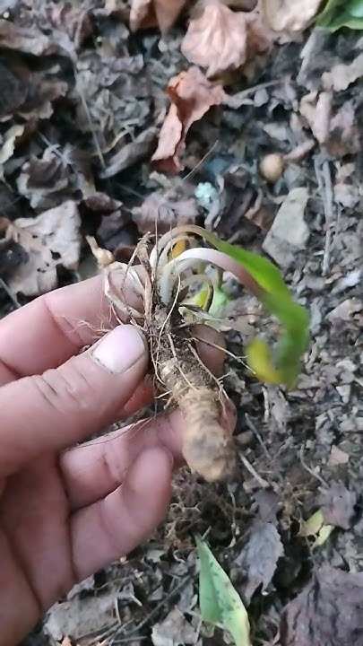 how to identify star grub root