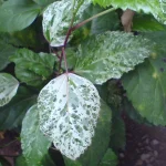 how to kill rose of sharon