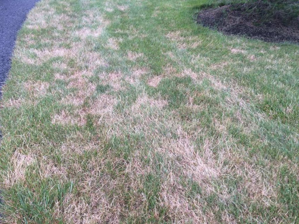 how to know if you have grubs in lawn