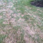how to know if you have grubs in lawn
