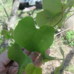 how to propagate eastern redbud