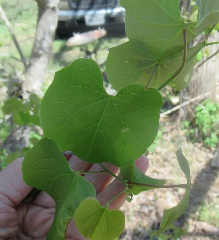 how to propagate eastern redbud