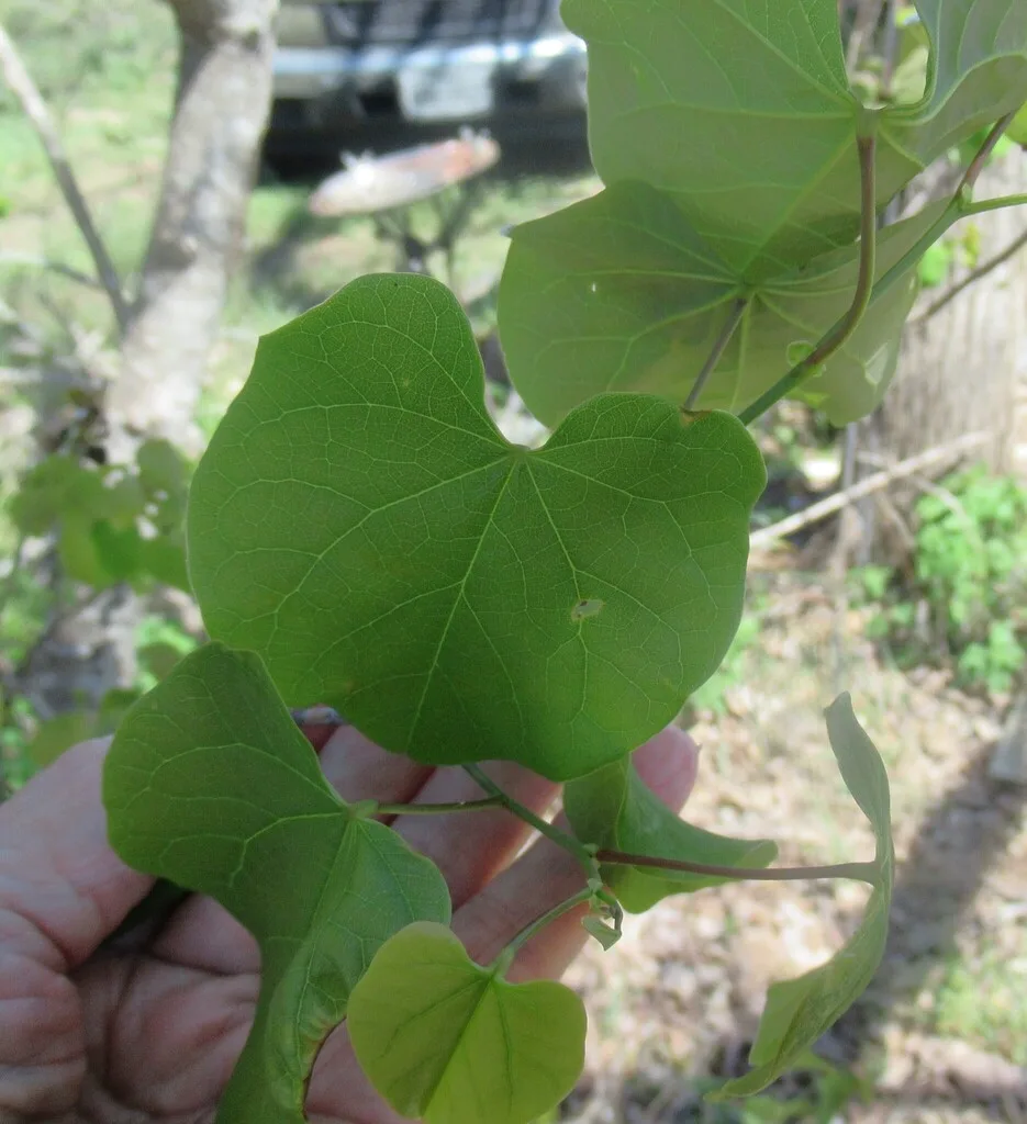 how to propagate eastern redbud
