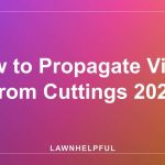 How to Propagate Vinca From Cuttings 2026