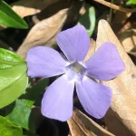 how to propagate vinca