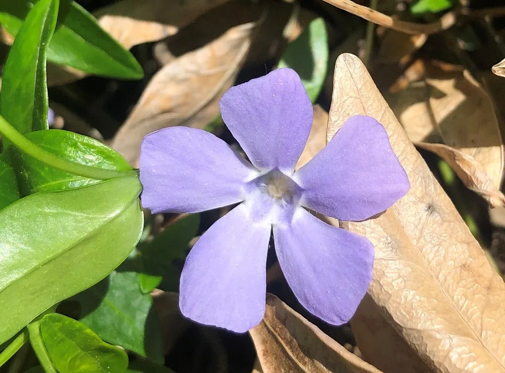 how to propagate vinca