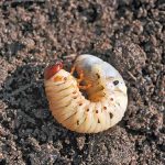 how to tell if you have grubs