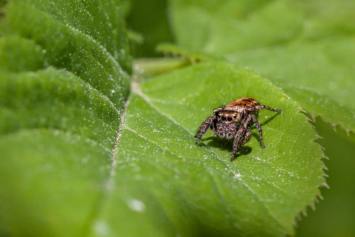 human hair in mesh bag for deer repellent