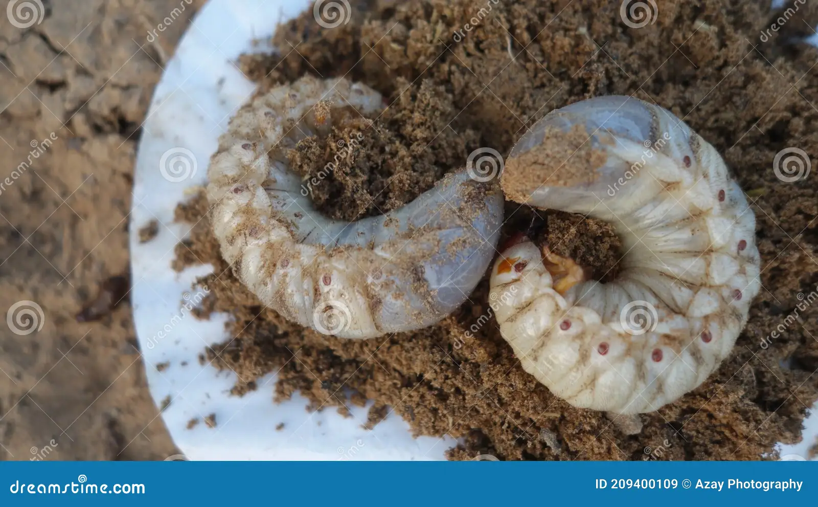 identifying white grubs in vegetable garden soil