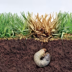 is grub control safe for dogs