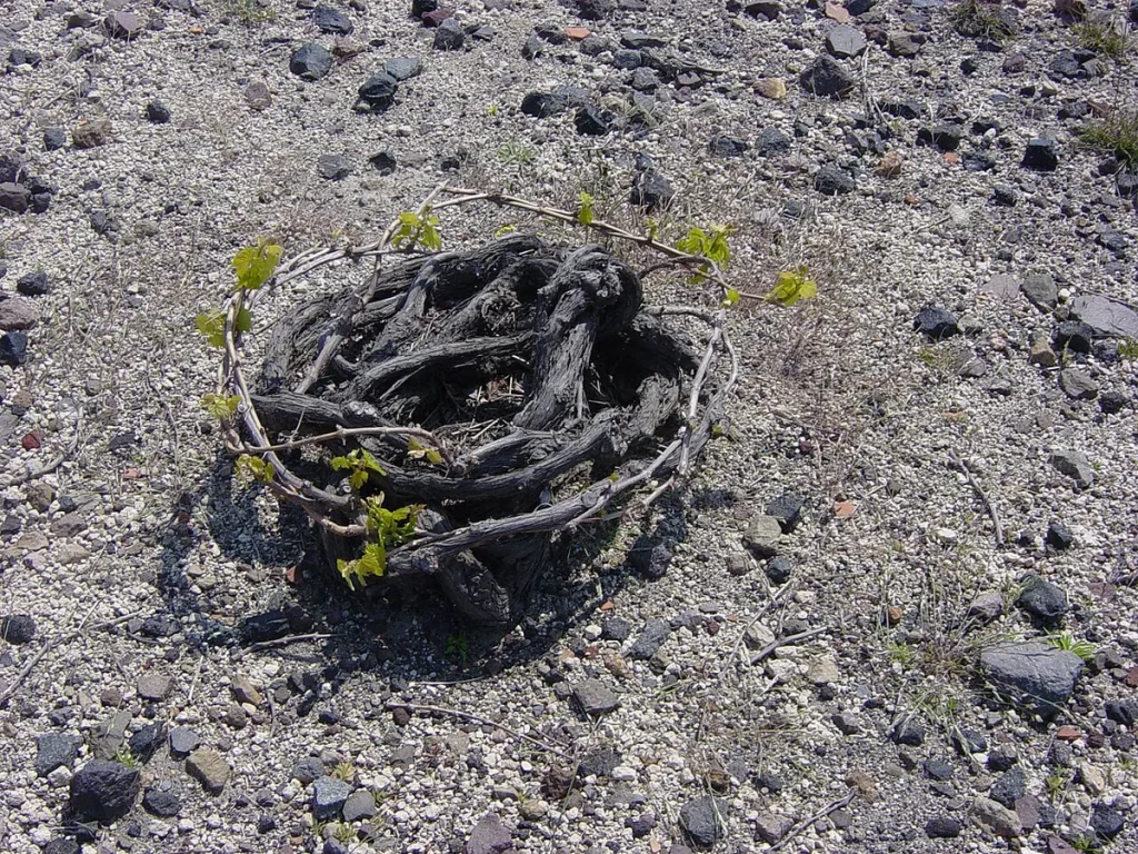 is my grape vine dead